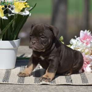 Jenna, Olde English Bulldogge Puppy