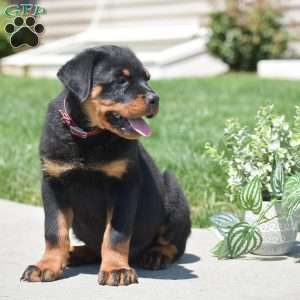 Zach, Rottweiler Puppy