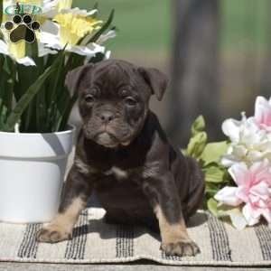 Jenna, Olde English Bulldogge Puppy
