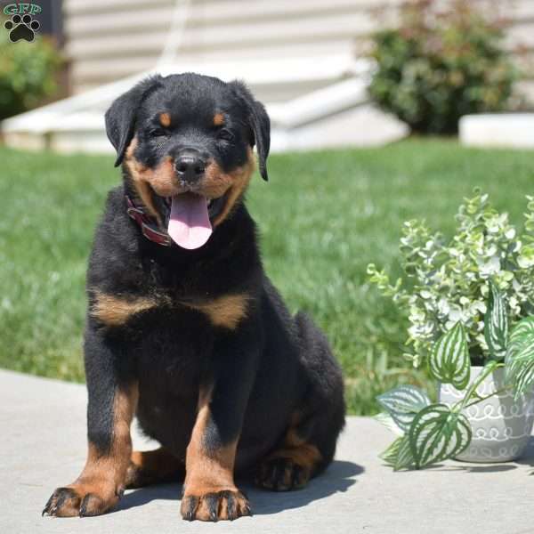 Zach, Rottweiler Puppy