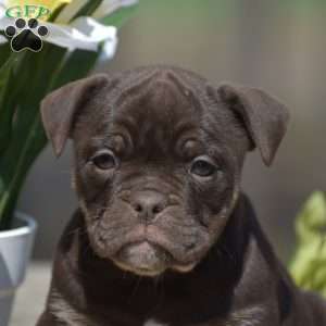 Jenna, Olde English Bulldogge Puppy