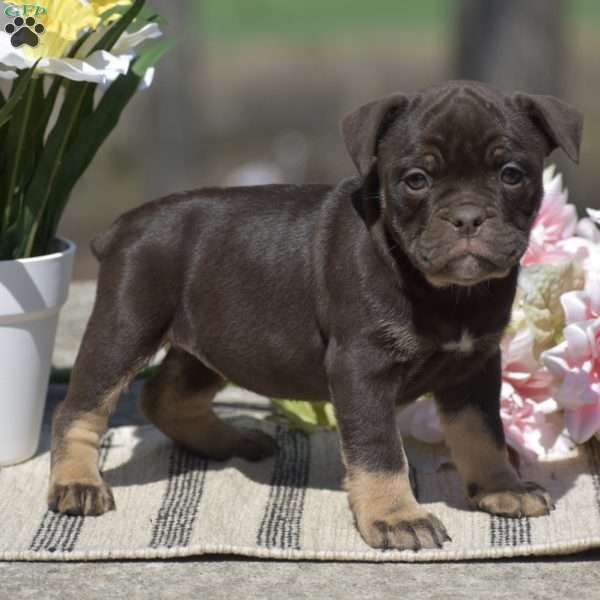 Jenna, Olde English Bulldogge Puppy