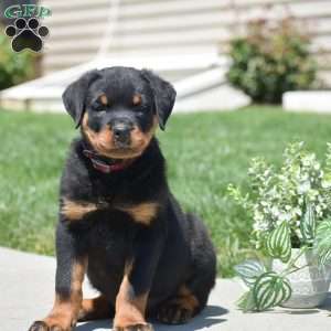 Zach, Rottweiler Puppy