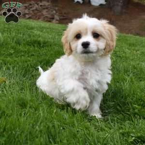 Brutus, Cavachon Puppy