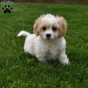Brutus, Cavachon Puppy