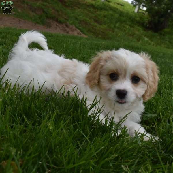 Brutus, Cavachon Puppy