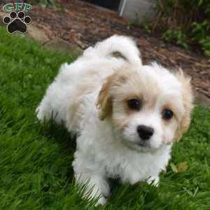 Brutus, Cavachon Puppy