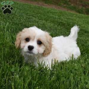Brutus, Cavachon Puppy