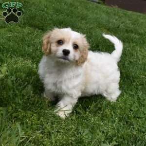Brutus, Cavachon Puppy