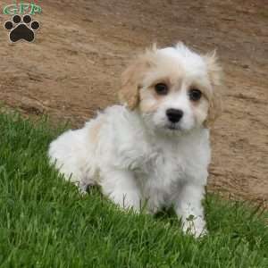 Brutus, Cavachon Puppy