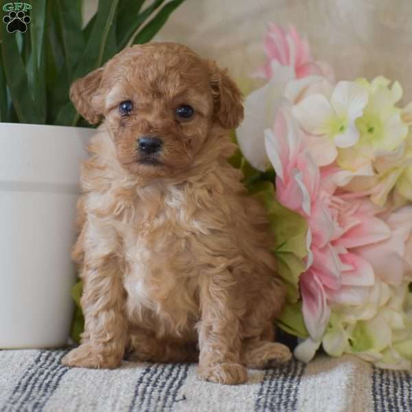 Poppy, Toy Poodle Puppy