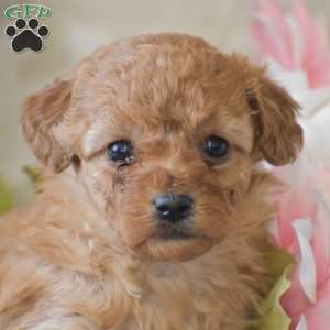 Poppy, Toy Poodle Puppy