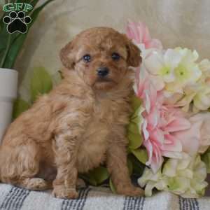 Poppy, Toy Poodle Puppy