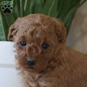 Piper, Toy Poodle Puppy