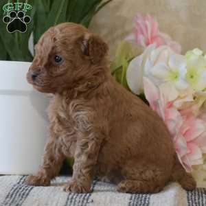 Piper, Toy Poodle Puppy
