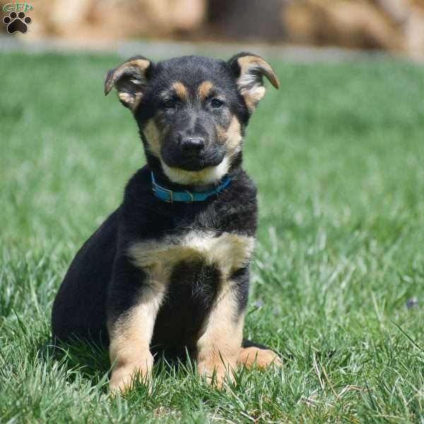 Elora, German Shepherd Puppy