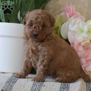 Piper, Toy Poodle Puppy