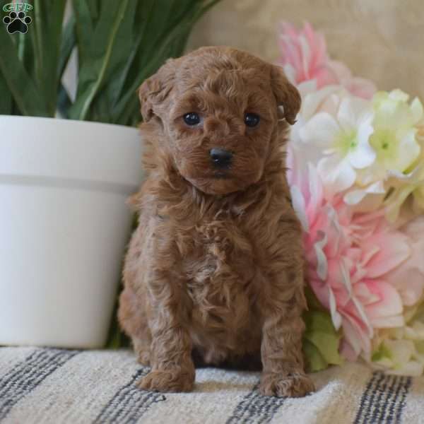 Piper, Toy Poodle Puppy