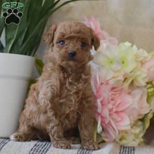 Penny, Toy Poodle Puppy