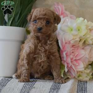 Penny, Toy Poodle Puppy
