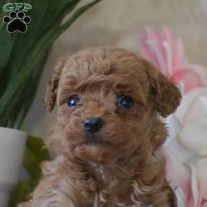Penny, Toy Poodle Puppy