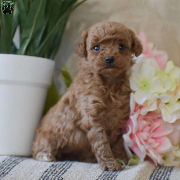Penny, Toy Poodle Puppy