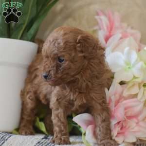 Penelope, Toy Poodle Puppy