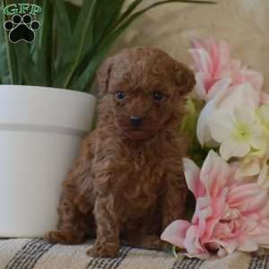 Penelope, Toy Poodle Puppy