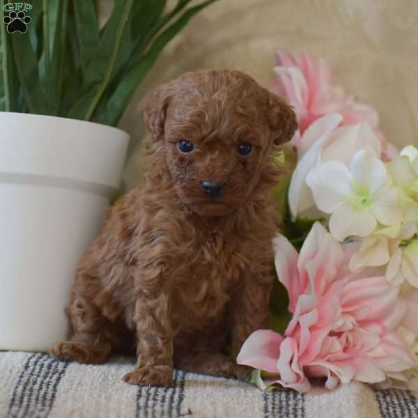 Penelope, Toy Poodle Puppy