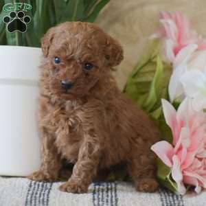 Penelope, Toy Poodle Puppy