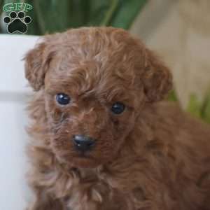 Penelope, Toy Poodle Puppy