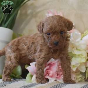 Penelope, Toy Poodle Puppy