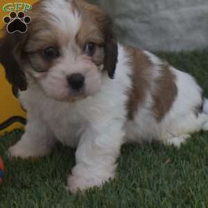 Ashley, Cavachon Puppy