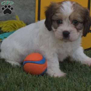 Ashley, Cavachon Puppy