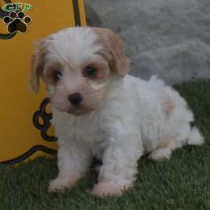 Alex, Cavachon Puppy