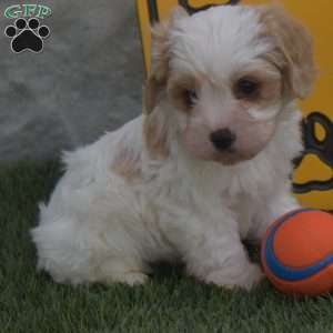 Alex, Cavachon Puppy