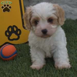 Alex, Cavachon Puppy