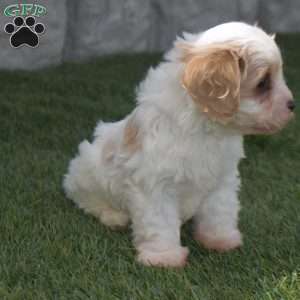 Alex, Cavachon Puppy