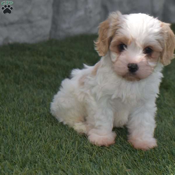 Alex, Cavachon Puppy