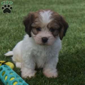 Ashley, Cavachon Puppy