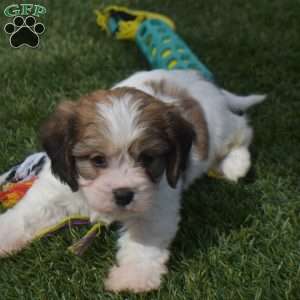 Ashley, Cavachon Puppy