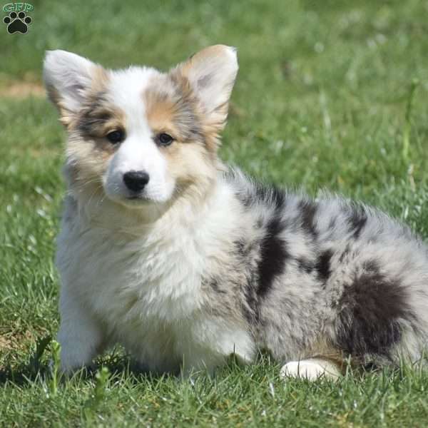 Loretta, Pembroke Welsh Corgi Puppy