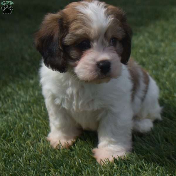 Ashley, Cavachon Puppy