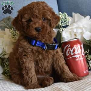 Miles, Toy Poodle Puppy