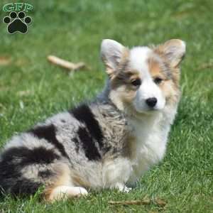 Loretta, Pembroke Welsh Corgi Puppy