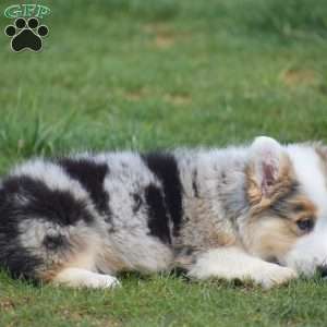 Loretta, Pembroke Welsh Corgi Puppy