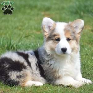 Loretta, Pembroke Welsh Corgi Puppy