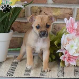 Aiden, Chihuahua Puppy