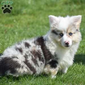 Lucas, Pembroke Welsh Corgi Puppy
