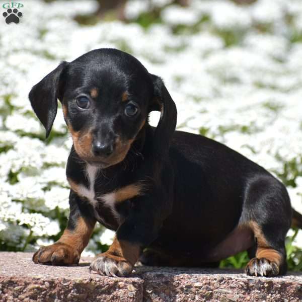 Freya – Mini, Dachshund Puppy